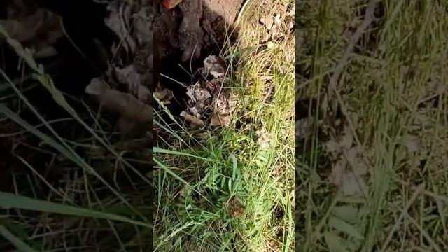 #коп #тх850 #хабар #metaldetector #ст944 #металлоискатель #shortvideo #s смотреть онлайн