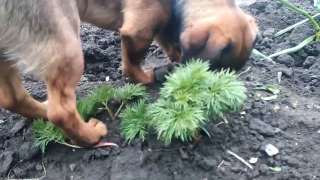 Такса ❤ смотреть онлайн