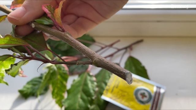 Черенкую и укореняю гибискус Купера? . смотреть онлайн