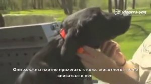 Как правильно одеть электроошейник? Video 4