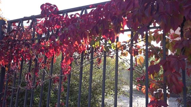 17.10.2021 Прощание.mp4