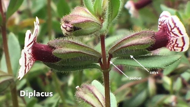 Diplacus pictus (calico monkeyflower) смотреть онлайн