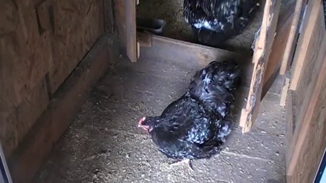 Орпингтон мраморный . Мясная порода . Обзор . смотреть онлайн