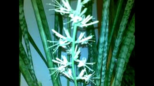 Щучий хвост (цветок) Приметы и суеверия смотреть онлайн