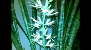 Щучий хвост (цветок) Приметы и суеверия