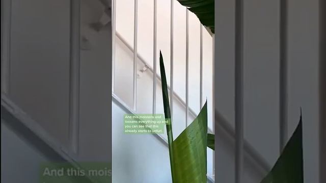 PLANTTOK TIPS & CARE (No.8) HOUSEPLANT HACKS смотреть онлайн