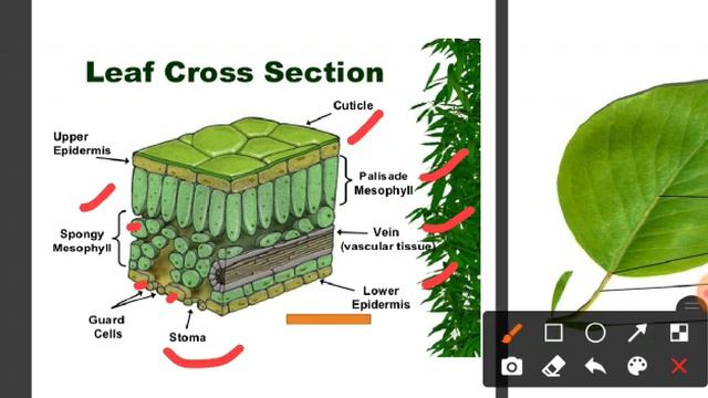 Section of Leaf- Morphology of Flowering Plant|NEET BIOLOGY|English & Bengali Lecture Guide| смотреть онлайн