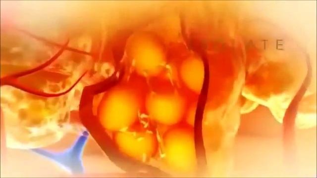 How Exilis Works смотреть онлайн