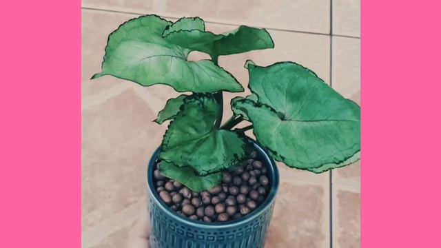 ออมเงินออมทอง смотреть онлайн