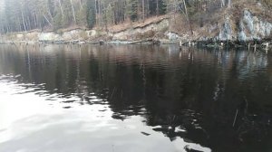 Мощные атаки Форели на Енисее, рыбалка огонь!