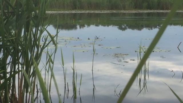 Утренний клёв крупного карася смотреть онлайн