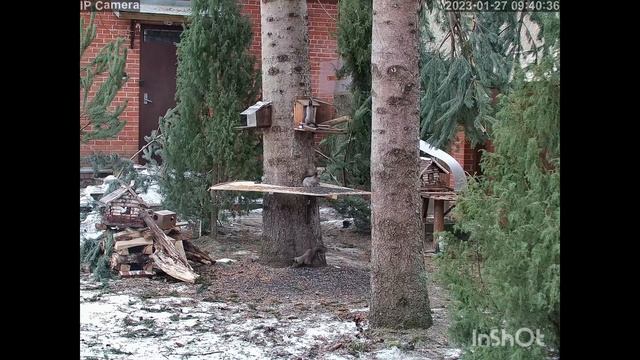 Танец белочек смотреть онлайн