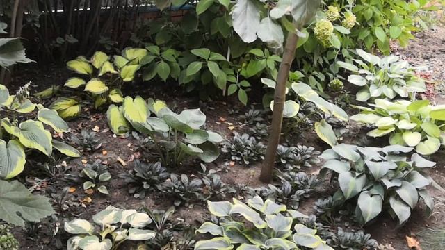 ✔️ ПРИГЛАШАЮ ВАС НА ПРОГУЛКУ ПО НАШЕМУ САДУ✔️ЧТО ПРИЖИЛОСЬ, ЧТО НЕ ПЕРЕНЕСЛО ПЕРЕСАДКУ✔️ОСЕНЬ 2021✔ смотреть онлайн