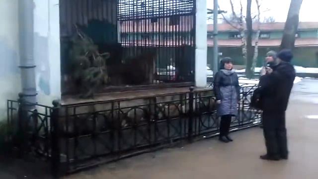 Ленинградский зоопарк в Санкт-Петербурге. 27 января 2018 г. смотреть онлайн