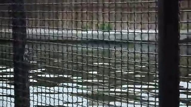 Морской котик VS Ребенок!