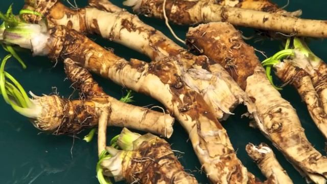 Полезные свойства хрена, хрен, лечение хреном смотреть онлайн