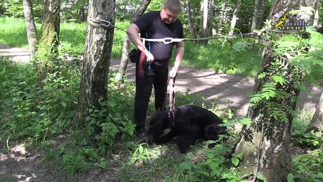 Домашнее задание для Гектора, если мало "добычи", научить бороться ради еды смотреть онлайн