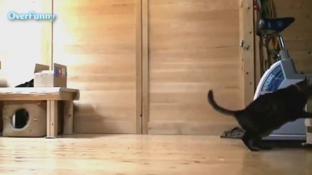 Очень хозяйственный кот смотреть онлайн