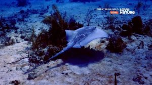 Белиз / Belize | 4K |