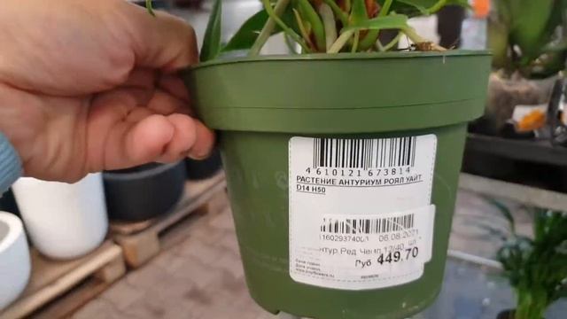 Уцененные Комнатные Цветочки в магазине Оби смотреть онлайн