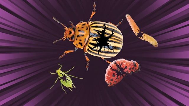 Жукобор ЭКСТРА от вредителей сада! смотреть онлайн