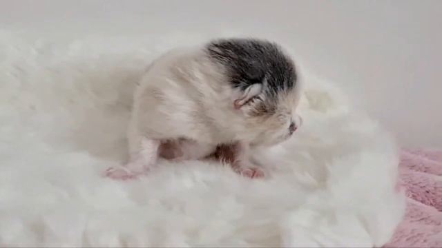 Британская кошечка окраса калико смотреть онлайн
