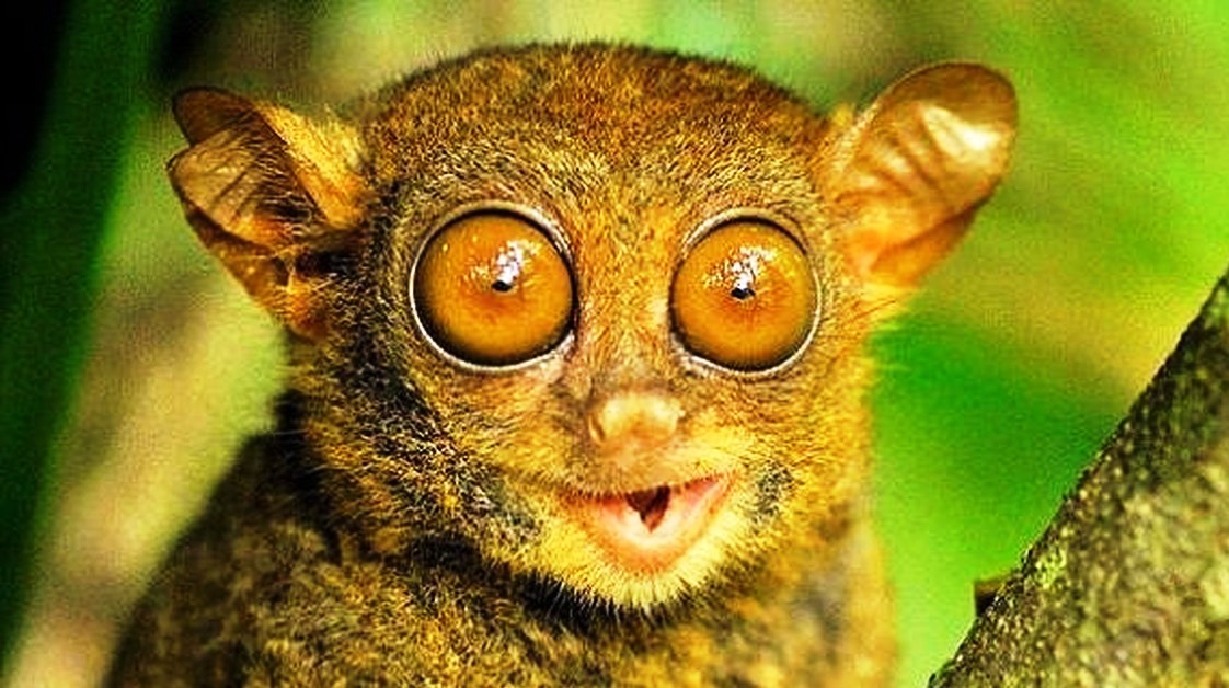 Долгопят. смотреть онлайн