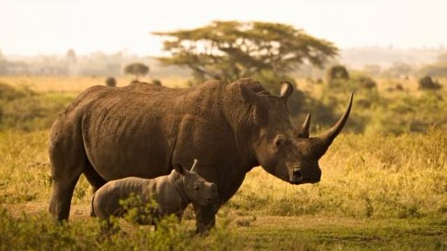 ЖИВОТНЫЕ ЖАРКИХ СТРАН ?? Развивающее видео для детей - Дикие животные для детей смотреть онлайн