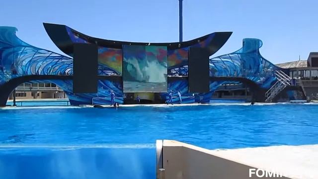 Нереально красивое Шоу Касаток - часть 3 смотреть онлайн