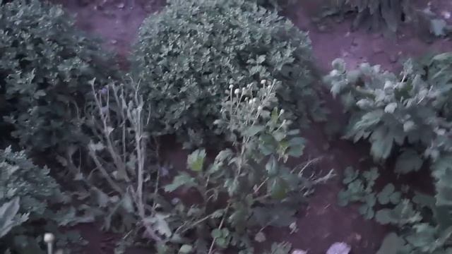 Ранняя хризантема почтой.Сорта и характеристики. смотреть онлайн