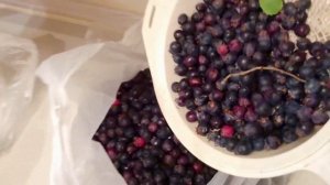 ИРГА полезные свойства