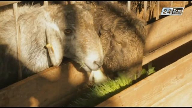 Агросектор.  ГЗК - альтернатива комбикорма