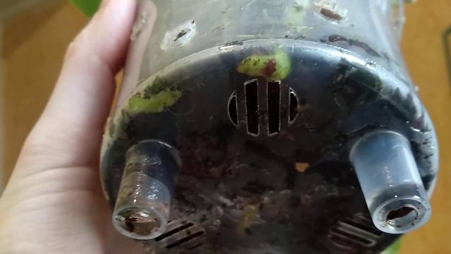 БУТОНЫ орхидеи СОЗРЕЮТ ГРОЗДЬЮ! орхидеи цветут ОГРОМНЫМИ КИСТЯМИ бутонов! ПОЛЬЗА СРАЗУ орхидеи! смотреть онлайн