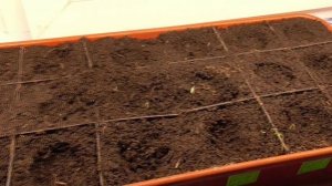 Появились первые всходы томатов.
