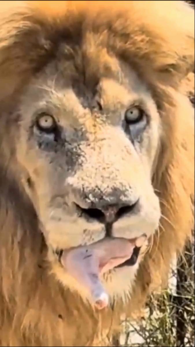 Директор сказал: "Взять!" #тайган #олегзубков #lion #юмор #shortvideo смотреть онлайн