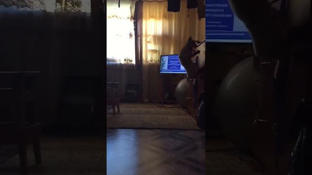 Умный Бенгальский кот Шерри любит прыгать и играть