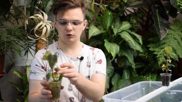 МОЯ ТЕПЛИЧКА/ КАК Я УКОРЕНЯЮ? обзор растений в Я тепличке