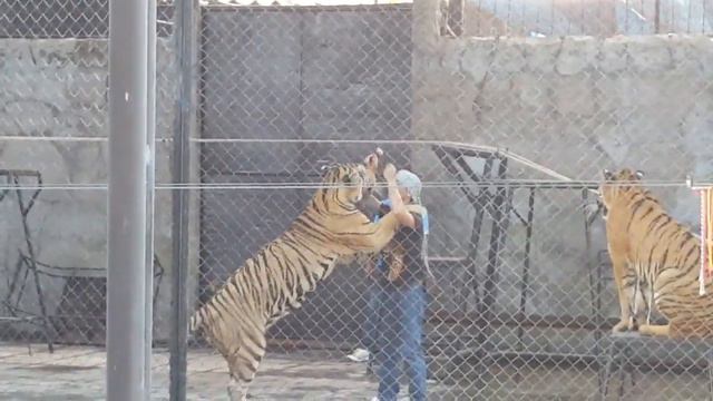 Шоу тигров Самуи смотреть онлайн