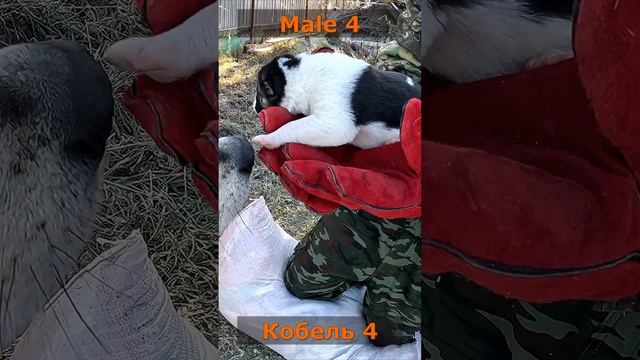 Щенки аборигенных САО-5ый день жизни?