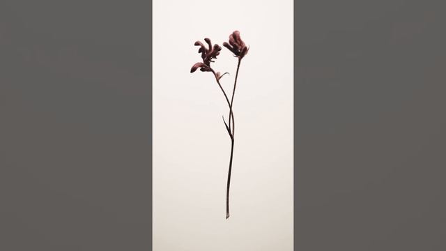 Anigozanthos смотреть онлайн