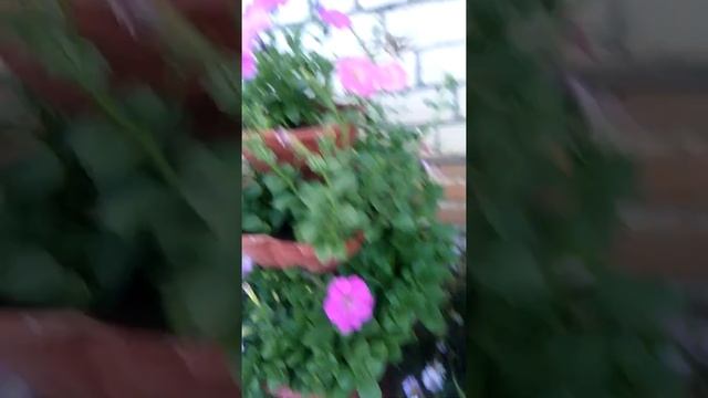 Бабочка похожая на колибри. смотреть онлайн