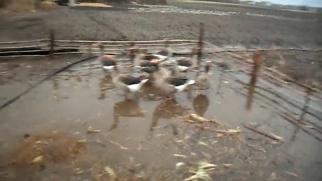 Разведение гусей,серые гуси плавают 8 января.Breeding geese, gray geese swim January 8 смотреть онлайн