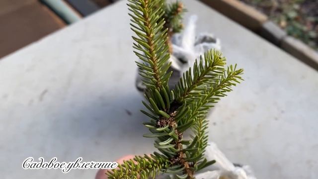 Мой осенний сад.Прогулка по саду.Что можно сделать в саду в ноябре. смотреть онлайн