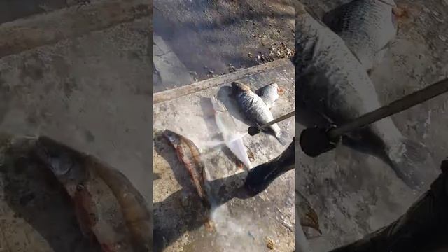 Как быстро чистить щуку или судака смотреть онлайн