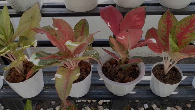 Aglaonema collection and Care tips смотреть онлайн