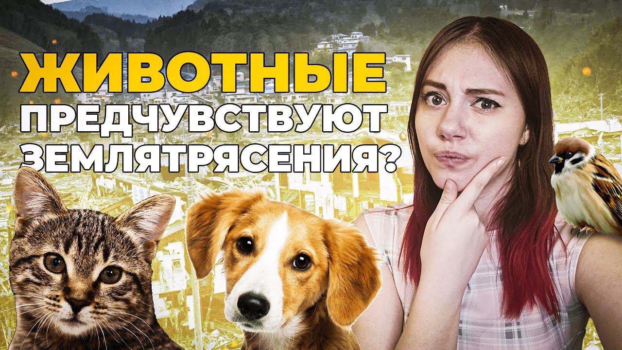 Могут ли животные предчувствовать землетрясения? | DeeaFilm смотреть онлайн