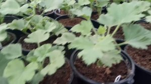 Пеларгония, герань -   температура, условия, выгонка в срок.