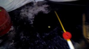 Чайка ,Рефть