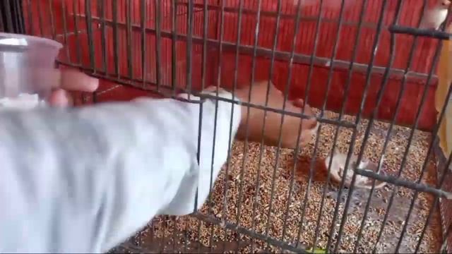 Breeding Season Ki Tayyari Kaise Karen Java Aur Lovebird ka Soft Food смотреть онлайн