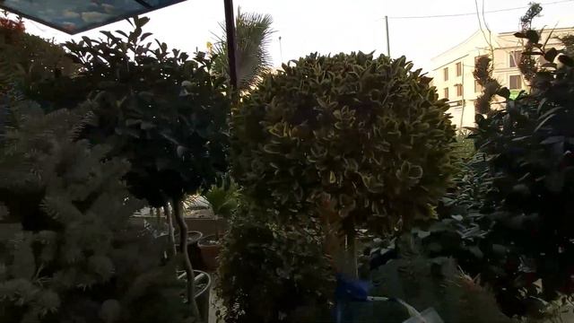 ARCHA GUL PALMA NARXLARI | Narx Navo